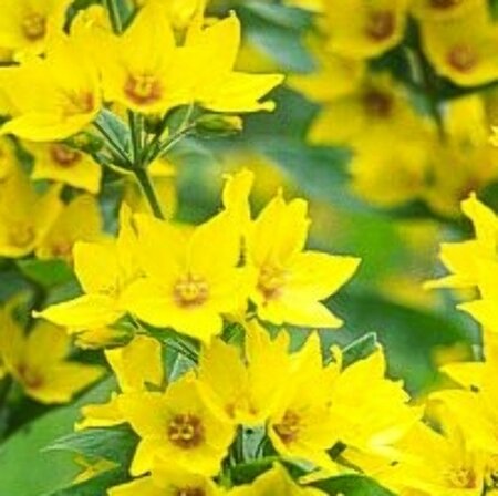 Lysimachia punctata P9 - afbeelding 5