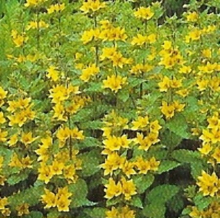 Lysimachia punctata P9 - afbeelding 6