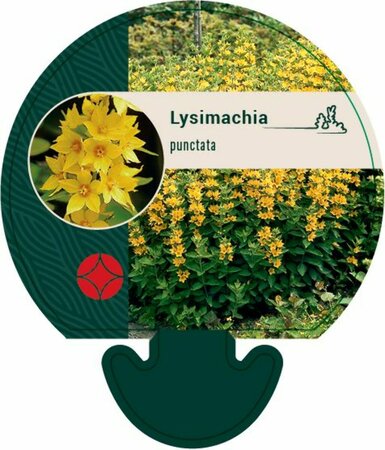 Lysimachia punctata P9 - afbeelding 2