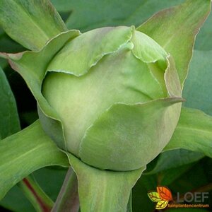 Paeonia suffruticosa C2 - afbeelding 1