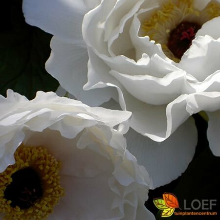 Paeonia suffruticosa C2 - afbeelding 2