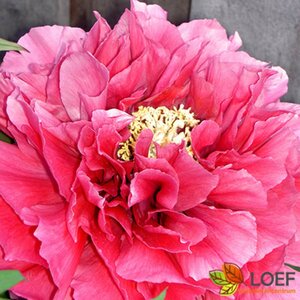 Paeonia suffruticosa C2 - afbeelding 3