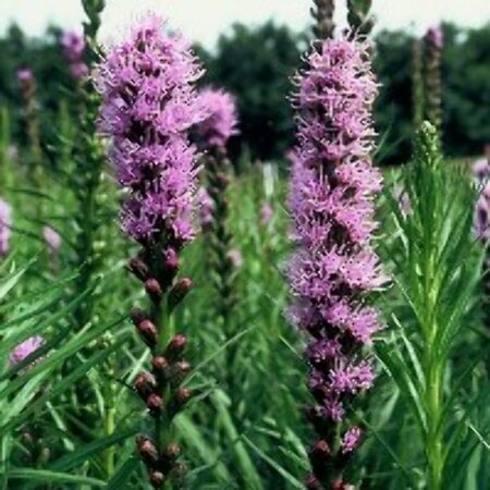 Liatris spicata P9 - afbeelding 3