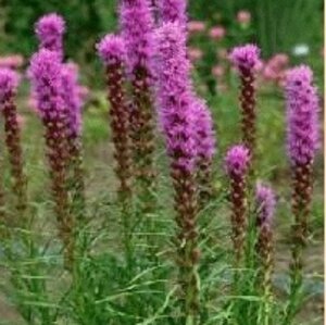 Liatris spicata P9 - afbeelding 4