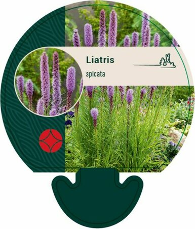 Liatris spicata P9 - afbeelding 2