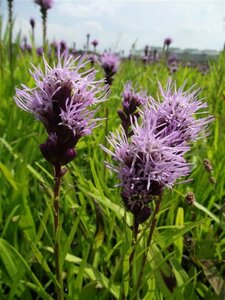 Liatris spicata P9 - afbeelding 5