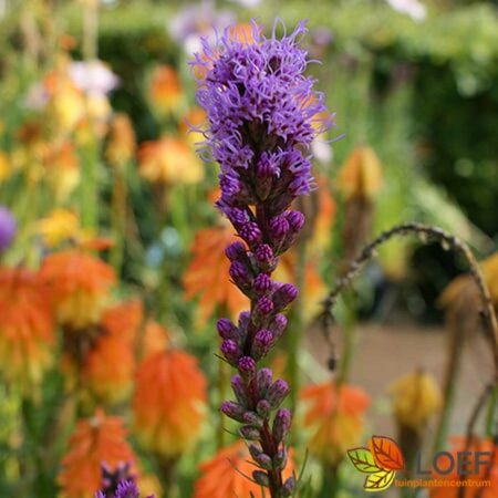 Liatris spicata P9 - afbeelding 1