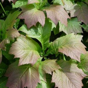 Rodgersia pinnata 'Bronze Peacock' P9