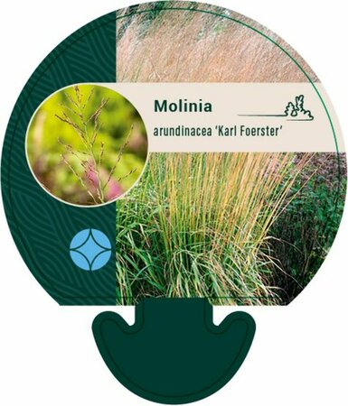 Molinia arundinacea 'Karl Foerster' P9 - afbeelding 2