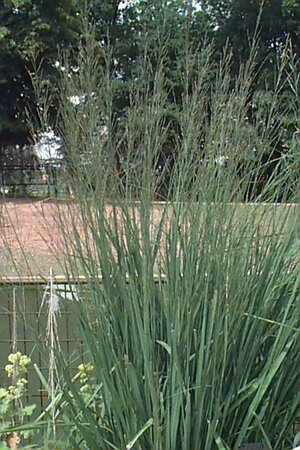 Molinia arundinacea 'Karl Foerster' P9 - afbeelding 1