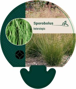 Sporobolus heterolepis P9 - afbeelding 2