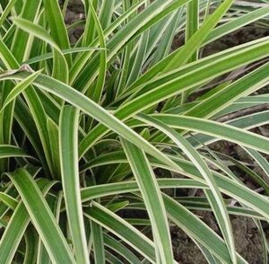 Carex morrowii 'Ice Dance' C5 - afbeelding 8