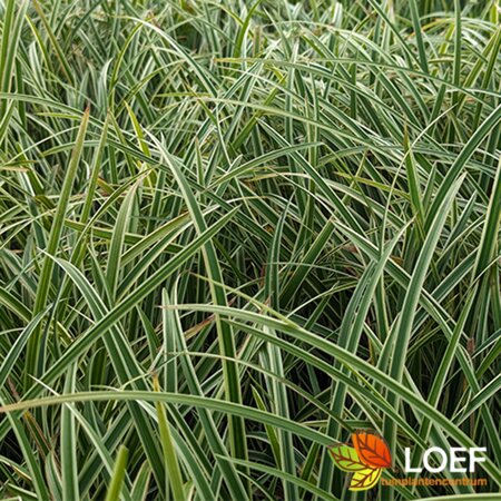 Carex morrowii 'Ice Dance' C5 - afbeelding 2