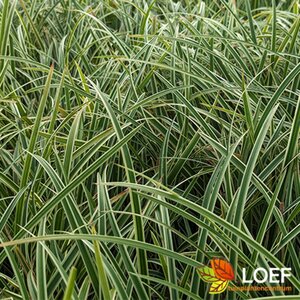 Carex morrowii 'Ice Dance' C5 - afbeelding 2