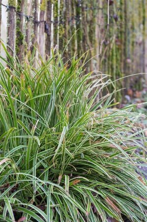 Carex morrowii 'Ice Dance' C5 - afbeelding 3