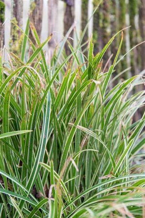 Carex morrowii 'Ice Dance' C5 - afbeelding 4