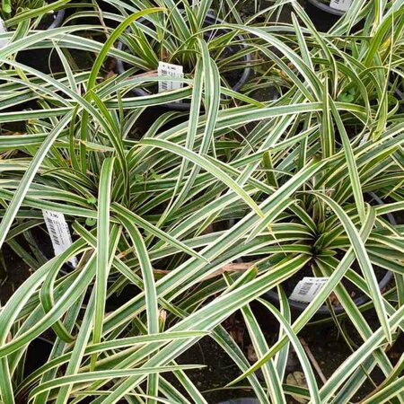 Carex morrowii 'Ice Dance' C5 - afbeelding 7