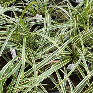 Carex morrowii 'Ice Dance' C5 - afbeelding 7