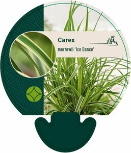 Carex morrowii 'Ice Dance' C5 - afbeelding 6