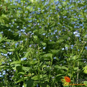 Brunnera macrophylla P9 - afbeelding 2