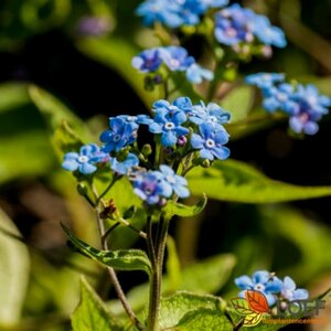 Brunnera macrophylla P9 - afbeelding 3