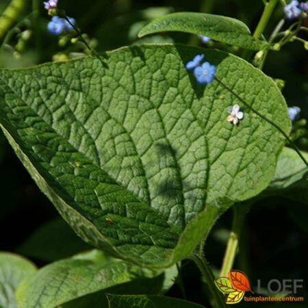 Brunnera macrophylla P9 - afbeelding 4