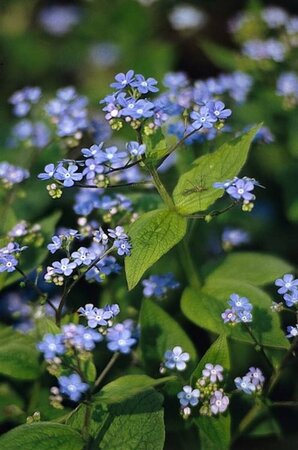 Brunnera macrophylla P9 - afbeelding 7