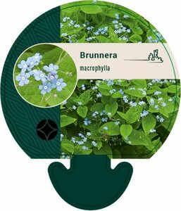 Brunnera macrophylla P9 - afbeelding 8