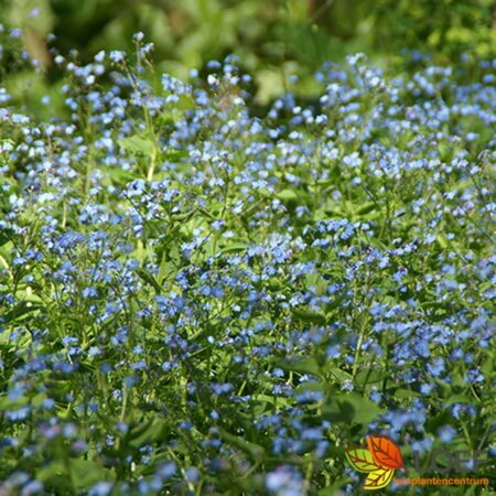 Brunnera macrophylla P9 - afbeelding 6