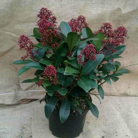 Skimmia japonica 'Rubella' 30/40 C. - afbeelding 3