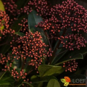 Skimmia japonica 'Rubella' 30/40 C. - afbeelding 1