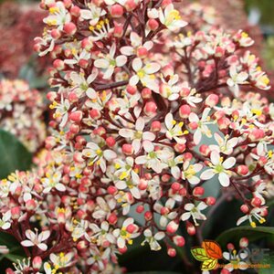 Skimmia japonica 'Rubella' 30/40 C. - afbeelding 2