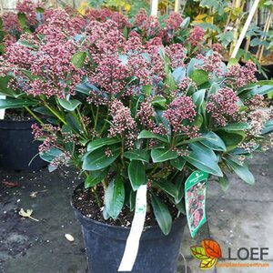 Skimmia japonica 'Rubella' 30/40 C. - afbeelding 4