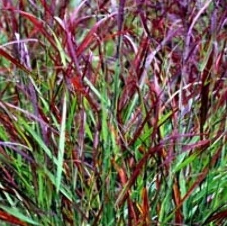 Panicum virgatum 'Rotstrahlbusch' P9 - afbeelding 2