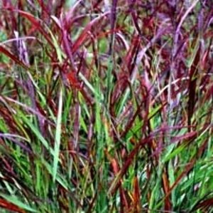 Panicum virgatum 'Rotstrahlbusch' P9 - afbeelding 2