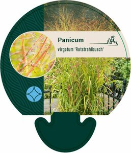 Panicum virgatum 'Rotstrahlbusch' P9 - afbeelding 1