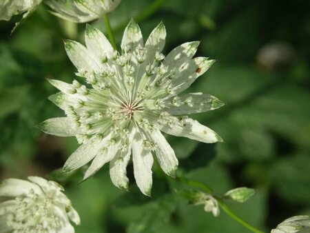 Astrantia maj. 'Superstar' P9 - afbeelding 3