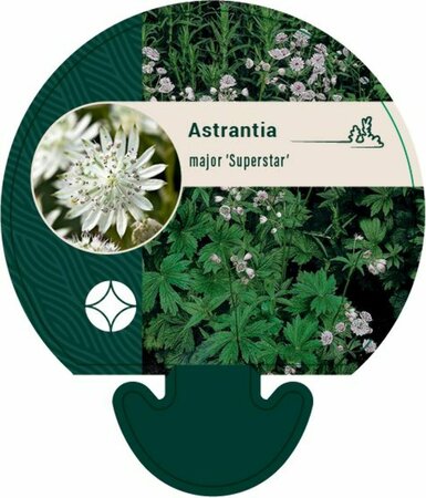 Astrantia maj. 'Superstar' P9 - afbeelding 1