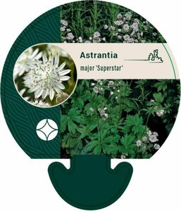 Astrantia maj. 'Superstar' P9 - afbeelding 1