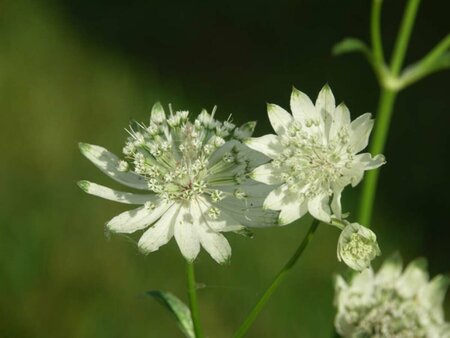 Astrantia maj. 'Superstar' P9 - afbeelding 4