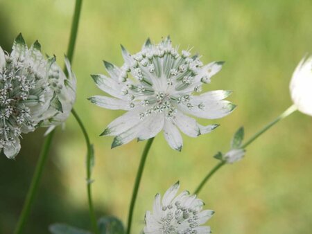 Astrantia maj. 'Superstar' P9 - afbeelding 5