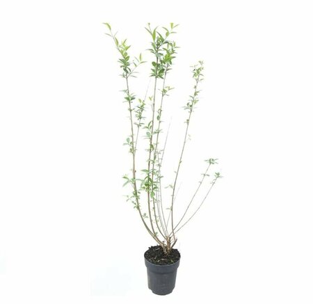 Ligustrum vulgare 80/100 C. - afbeelding 2