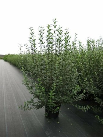 Ligustrum vulgare 80/100 C. - afbeelding 5