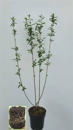 Ligustrum vulgare 80/100 C. - afbeelding 3