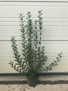 Ligustrum vulgare 80/100 C. - afbeelding 6