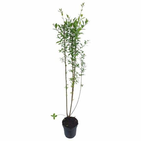 Ligustrum vulgare 80/100 C. - afbeelding 4