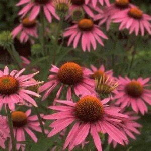 Echinacea purpurea 'Magnus' P9 - afbeelding 3