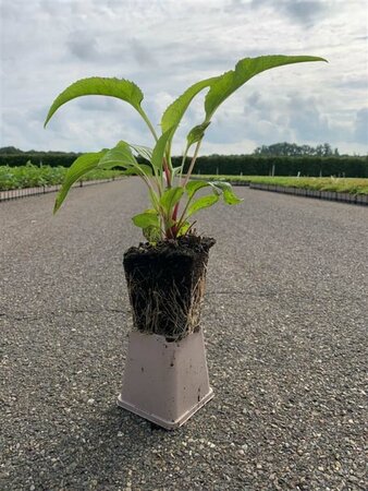 Echinacea purpurea 'Magnus' P9 - afbeelding 2