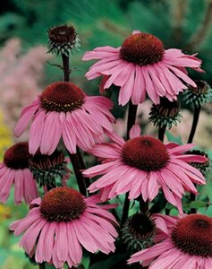 Echinacea purpurea 'Magnus' P9 - afbeelding 4