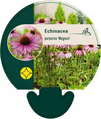 Echinacea purpurea 'Magnus' P9 - afbeelding 5